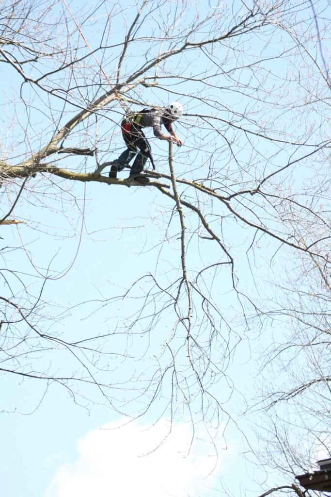 Tree Surgeons Oxford