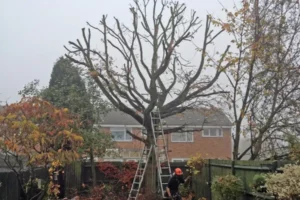 Crown Lifting