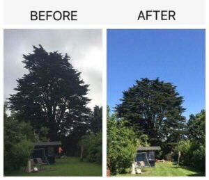 Crown Thinning
