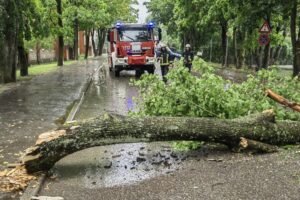 Emergency Tree Services