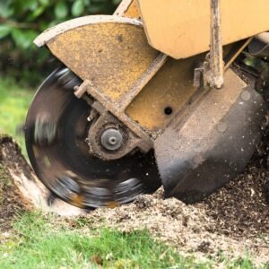 Tree Surgeons Oxford
