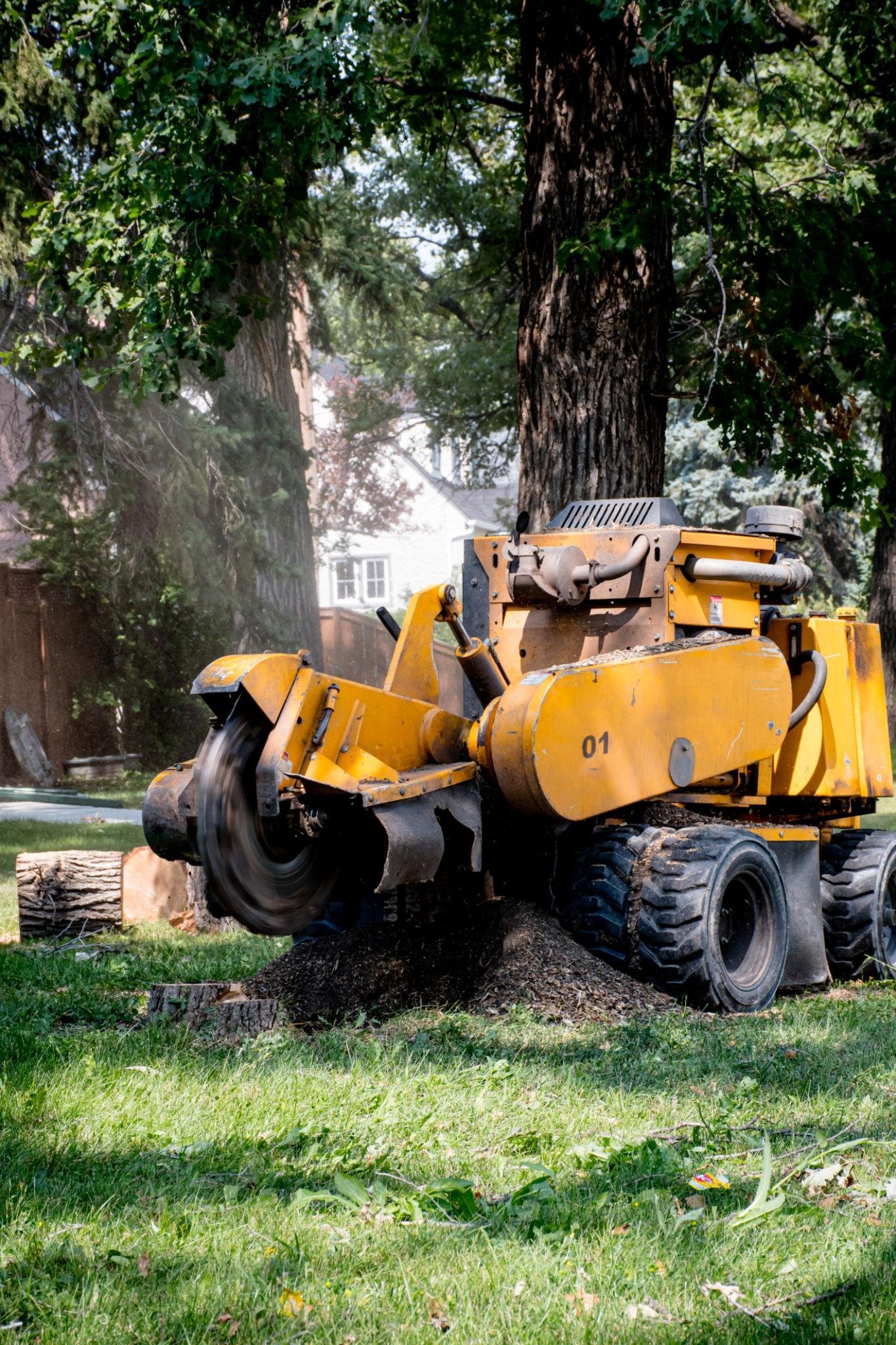 The Benefits Of Regular Tree Maintenance For Your Property
