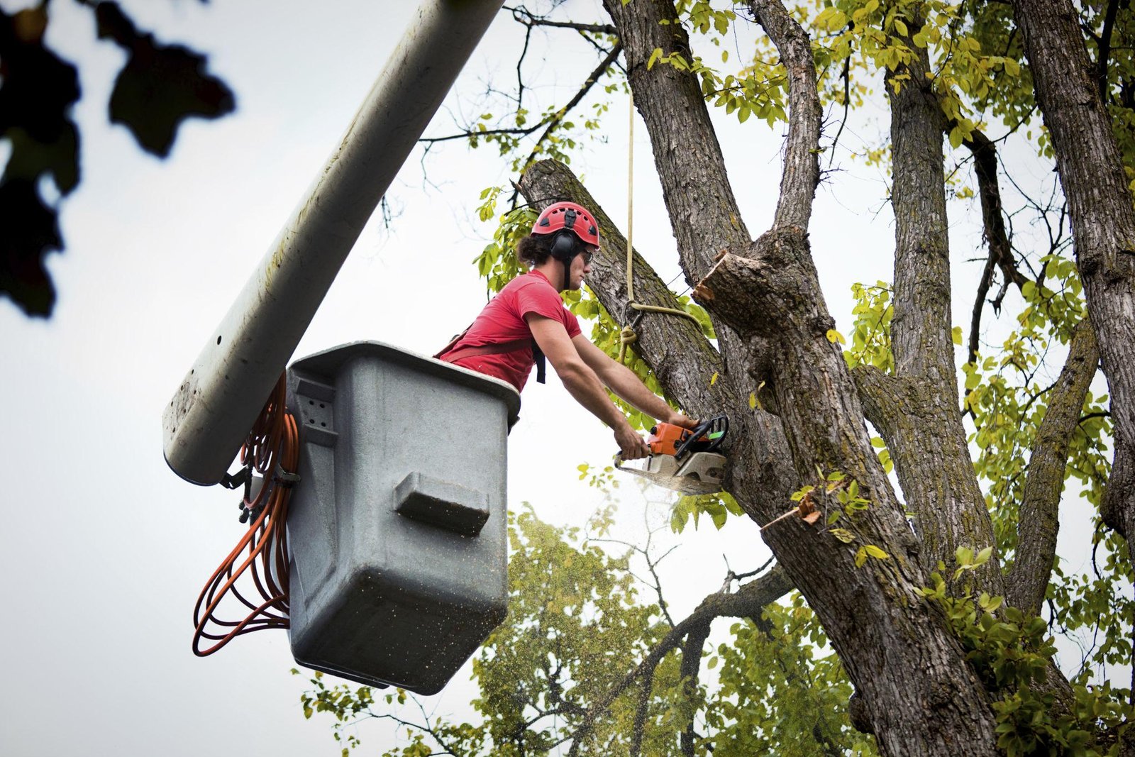 Why Tree Removal Is Sometimes The Best Solution