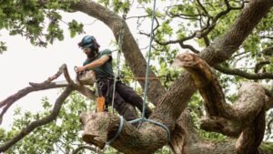 Tree Removal