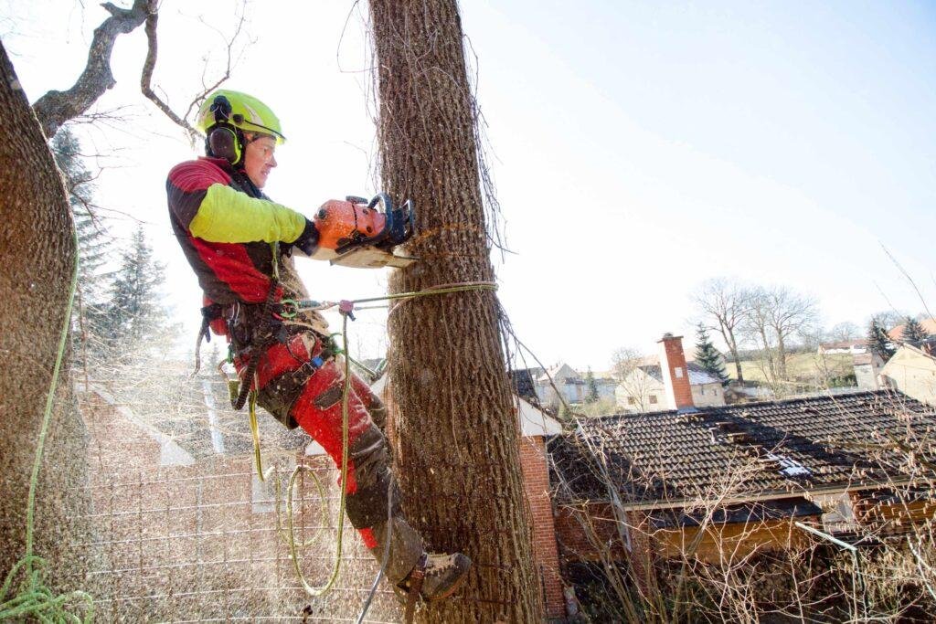 5 Signs Your Trees Need Professional Pruning