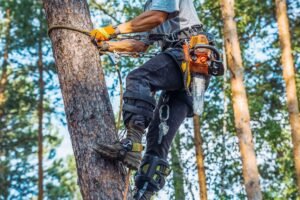 Tree Surgeons Oxford