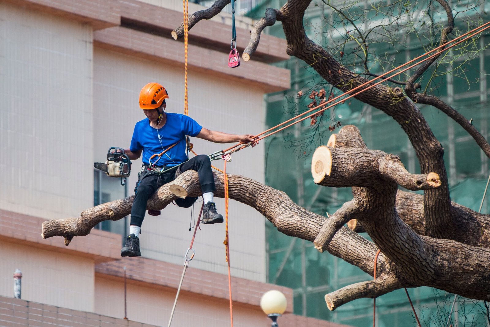 Crown Reduction vs Crown Thinning: Which Service Does Your Tree Need?