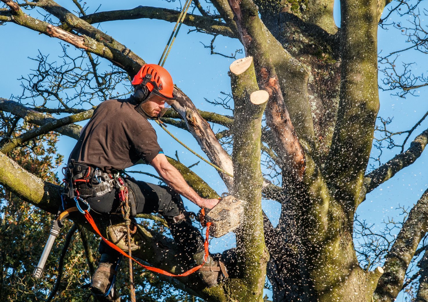 How Stump Grinding Can Improve Your Landscape